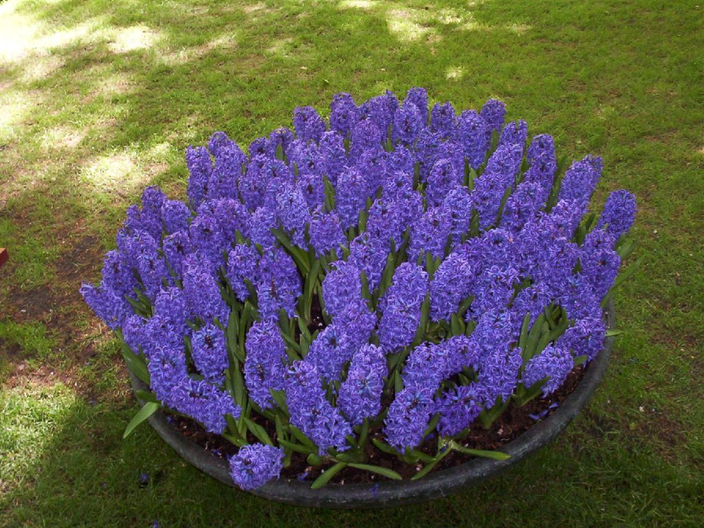 flowers2
