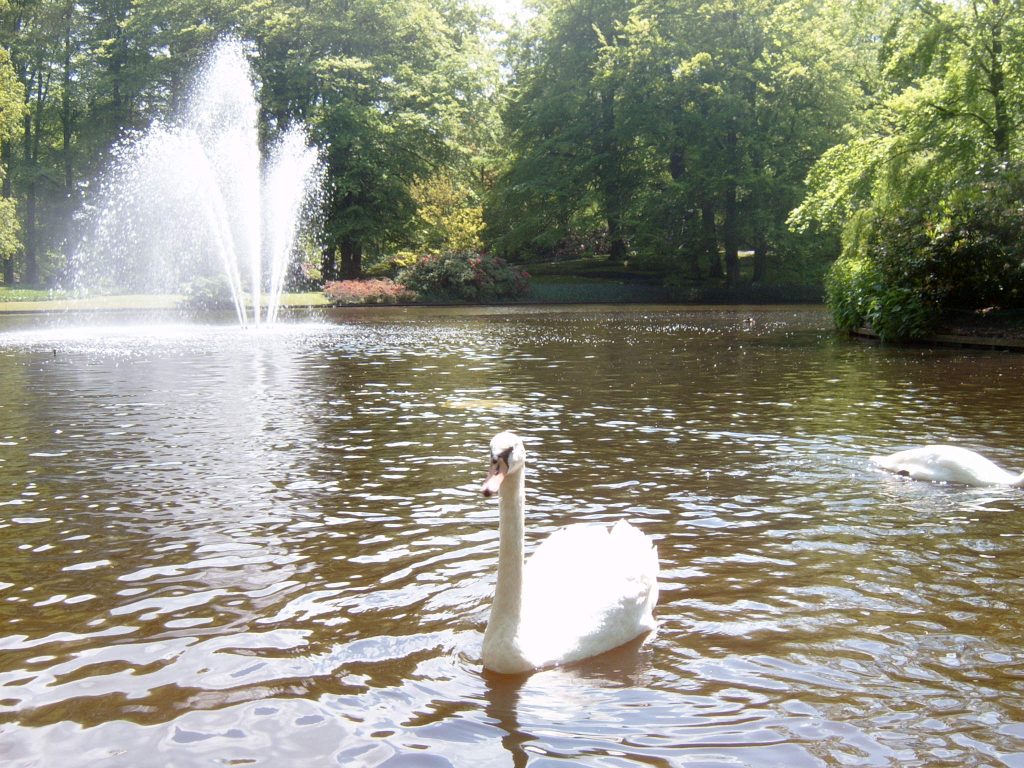 swan & fountane